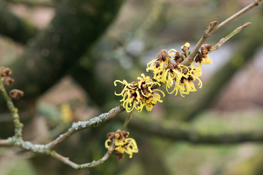 Hamamelis x intermedia 'Primavera