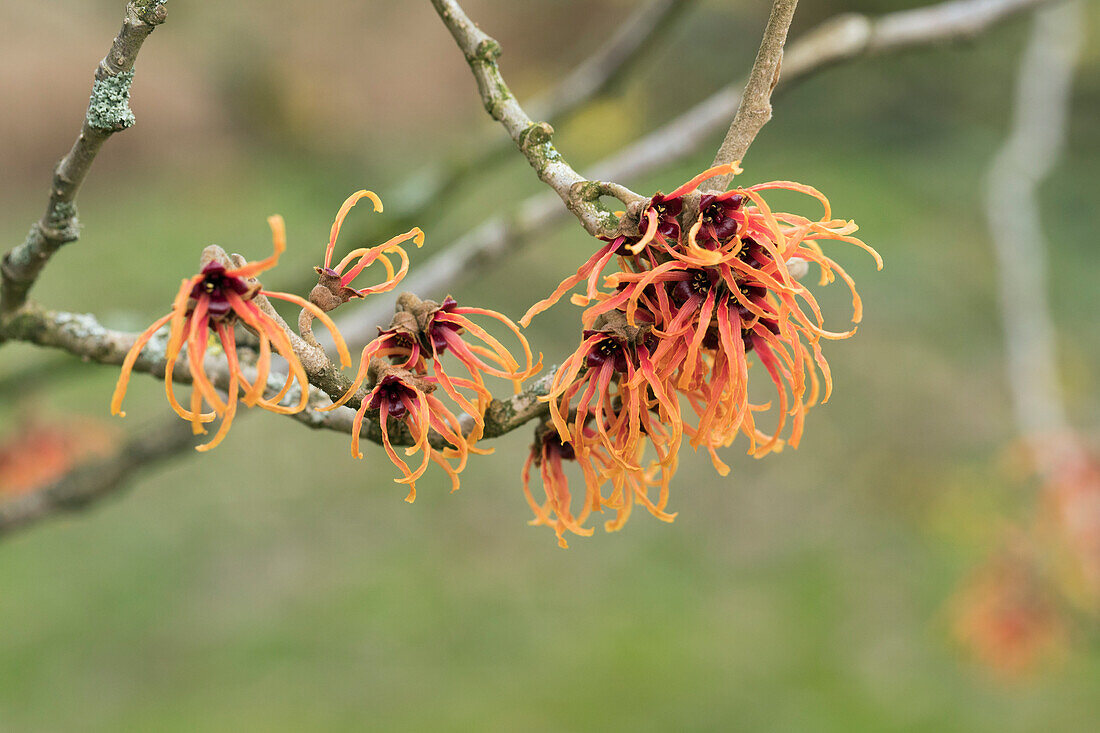 Hamamelis x intermedia 'Jelena'