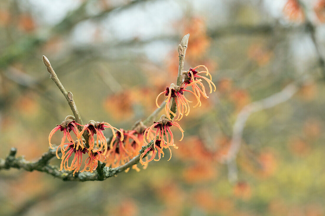 Hamamelis x intermedia 'Jelena'