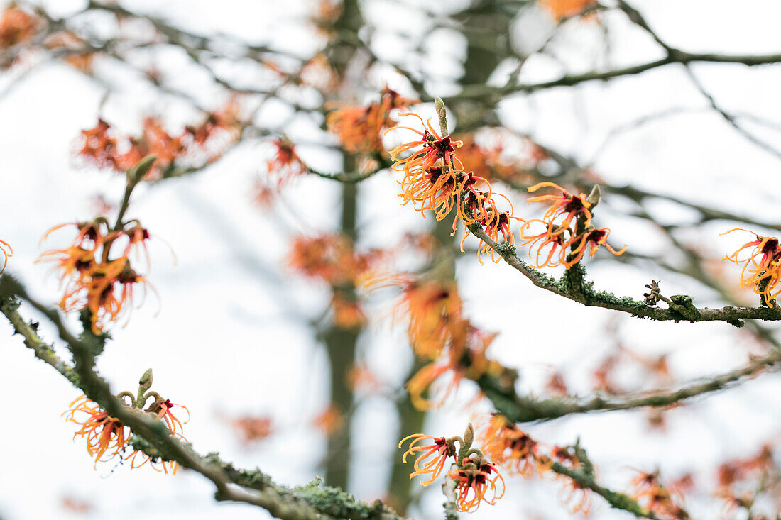 Hamamelis x intermedia 'Jelena'