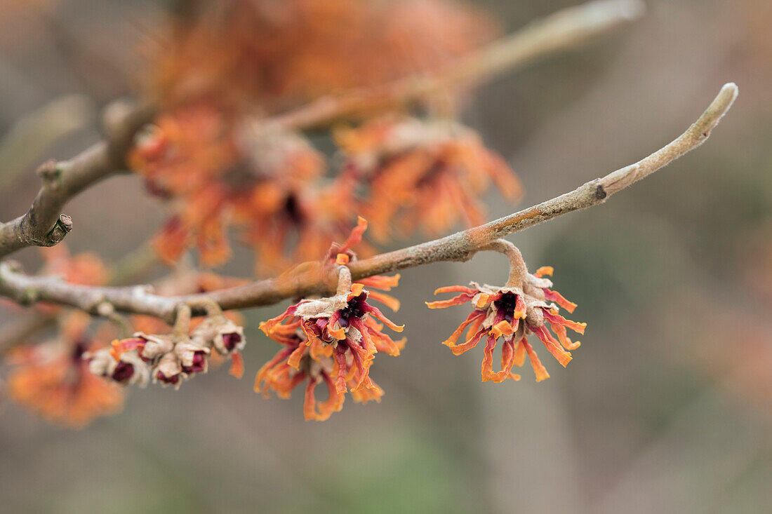 Hamamelis vernalis 'Lansing'