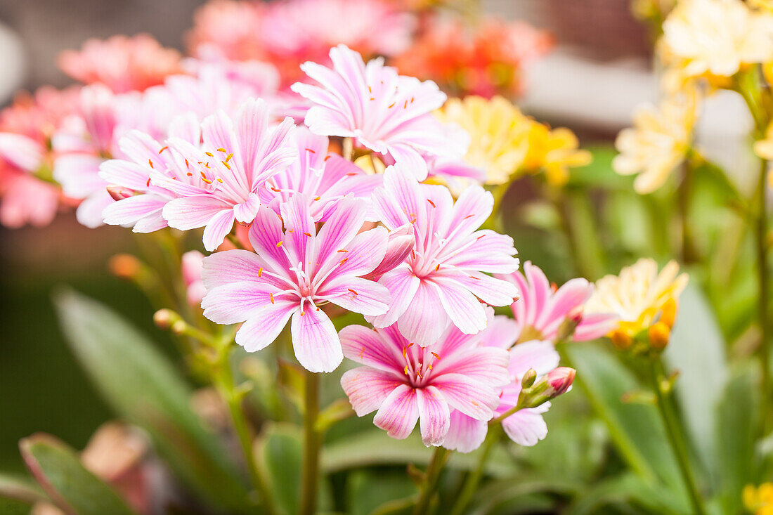 Lewisia cotyledon