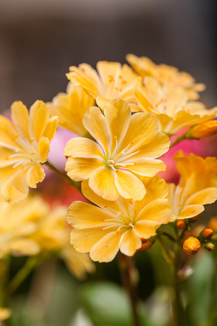 Lewisia cotyledon