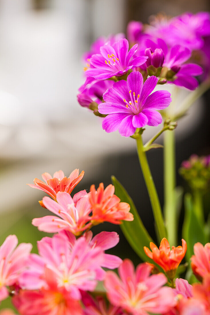 Lewisia cotyledon