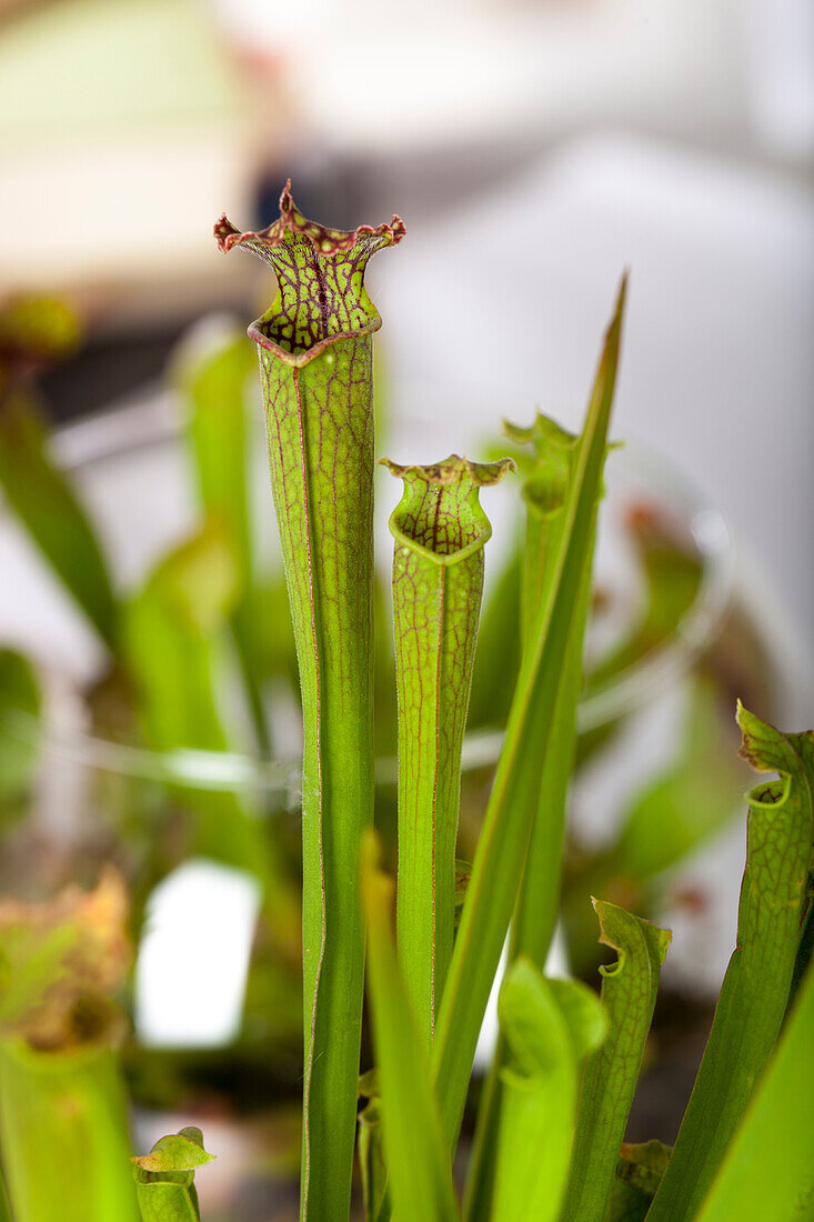 Sarracenia farnhamii