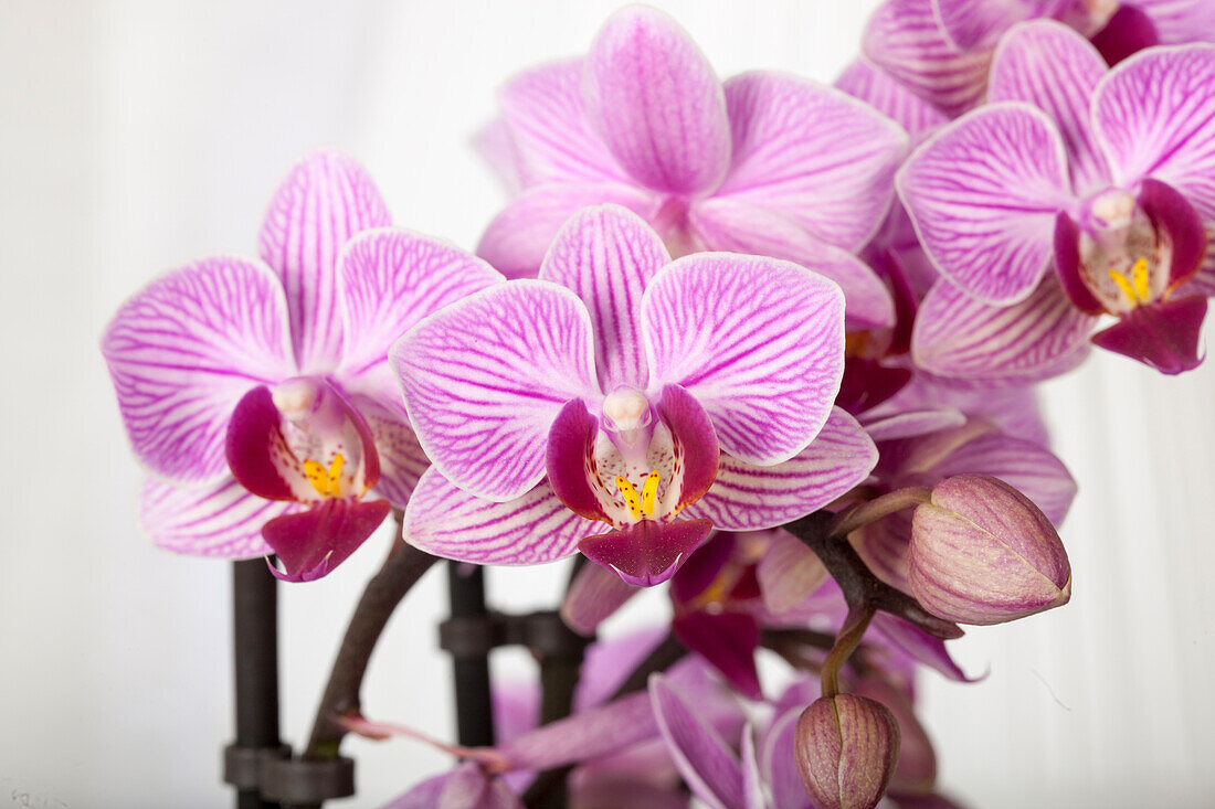 Phalaenopsis multiflora