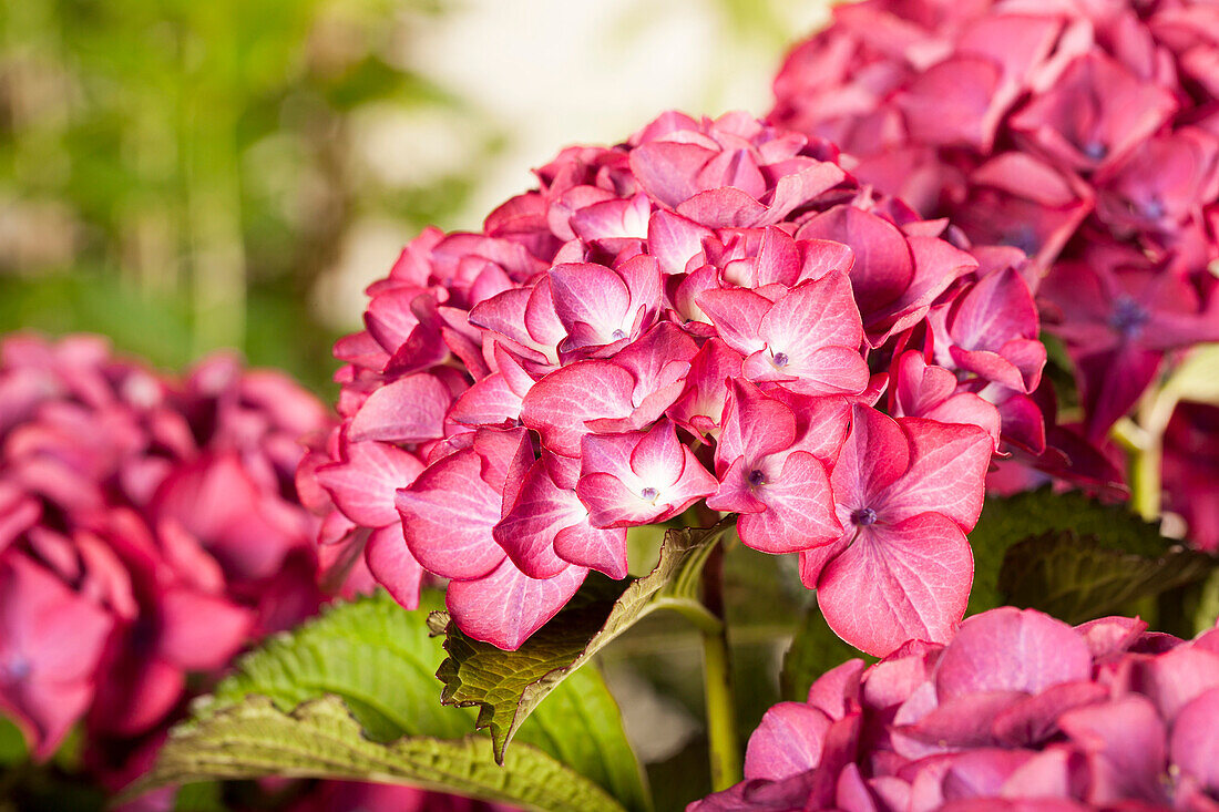 Hydrangea macrophylla 'Red Angel'®, violet