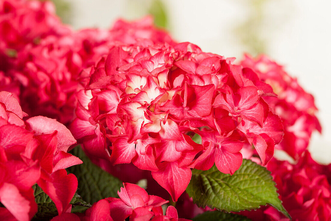 Hydrangea macrophylla 'Selma'