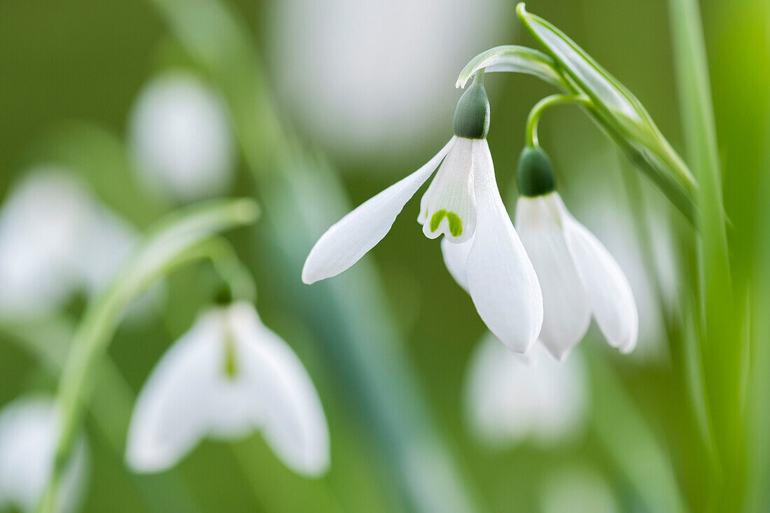 Galanthus nivalis