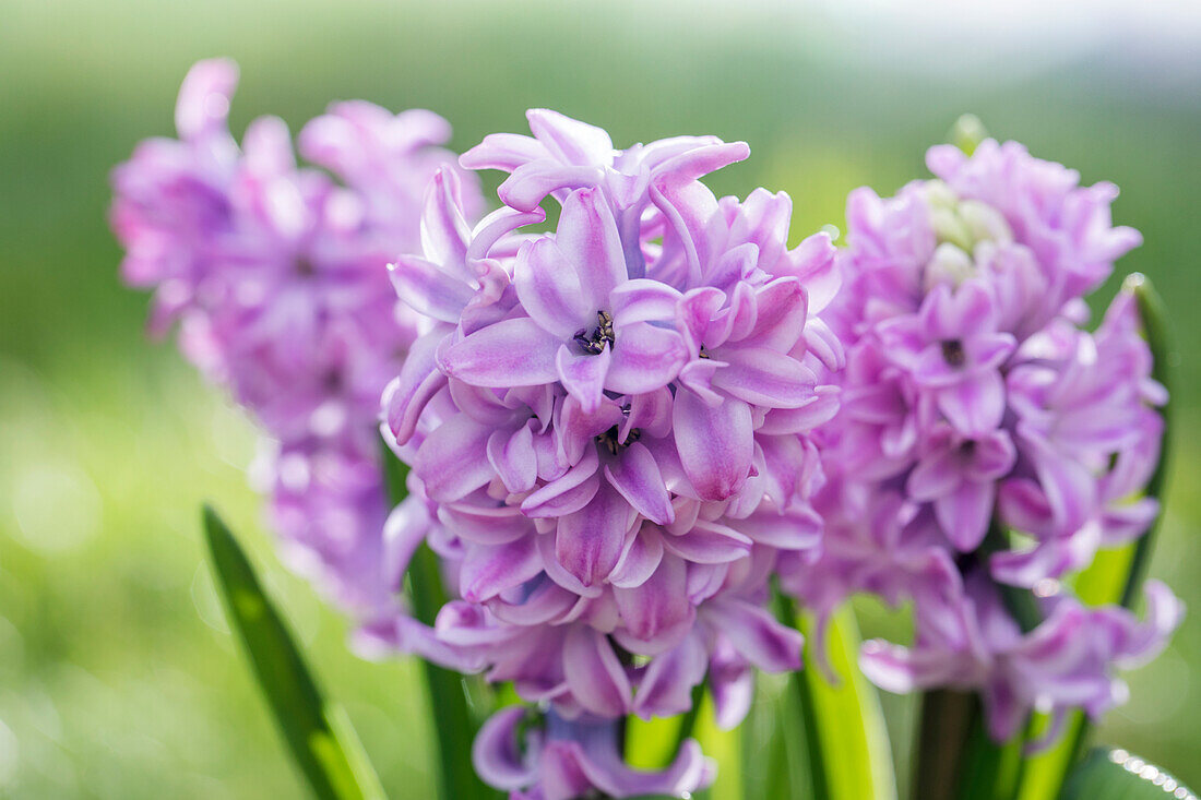 Hyacinthus orientalis