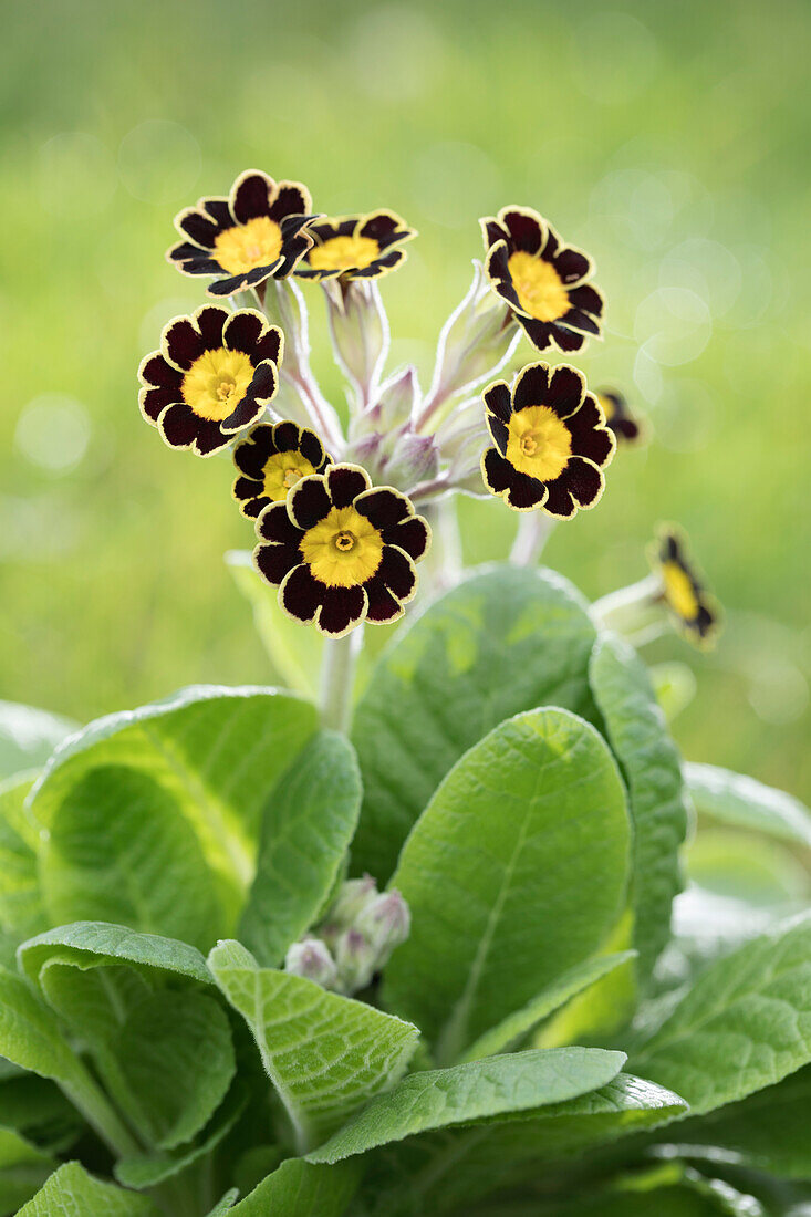 Primula rosea Grandiflora