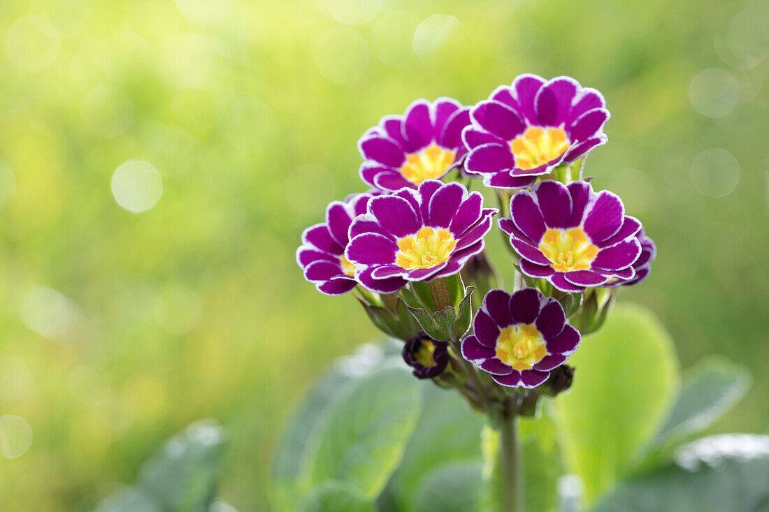 Primula rosea Grandiflora