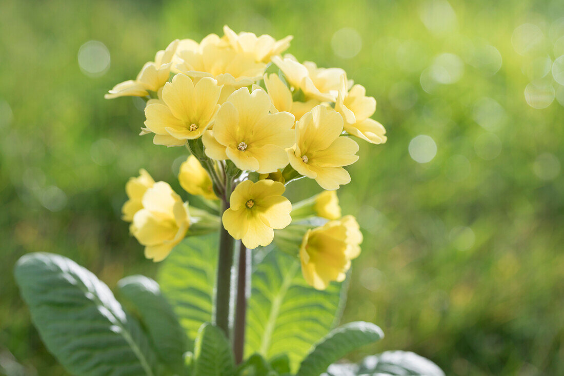 Primula rosea 'Grandiflora'