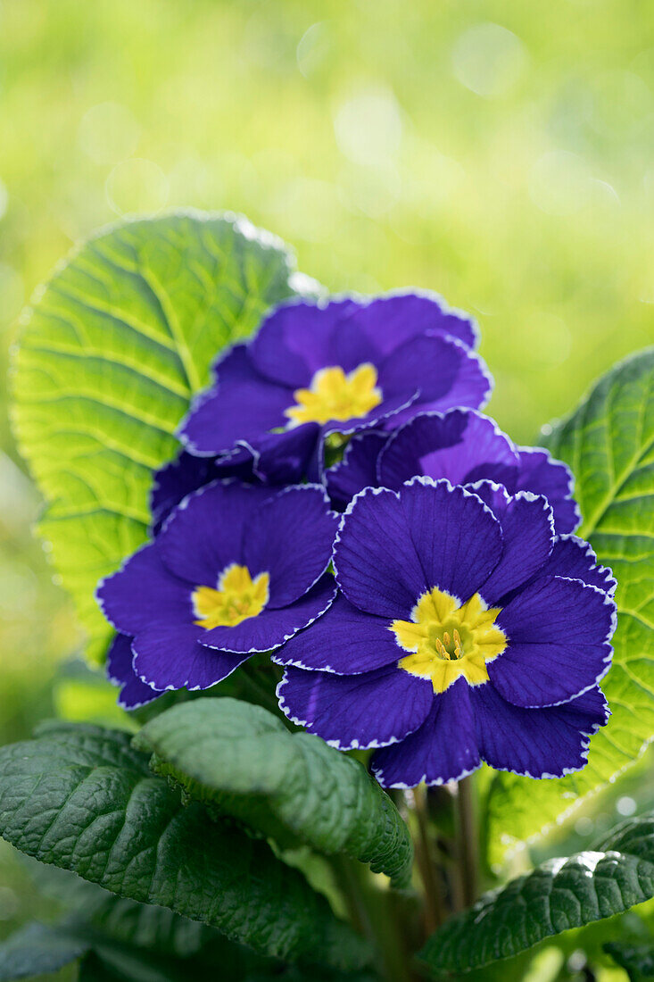 Primula vulgaris