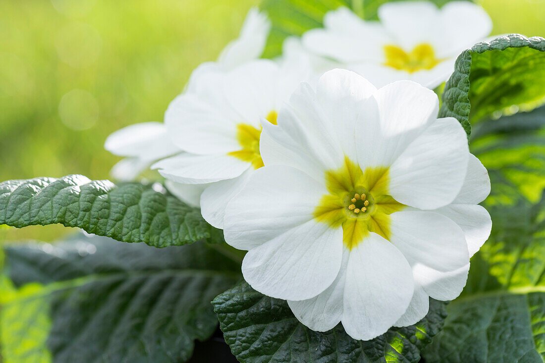 Primula vulgaris