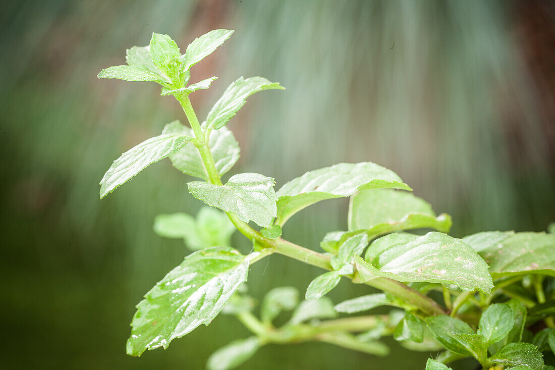 Mentha 'Strawberry