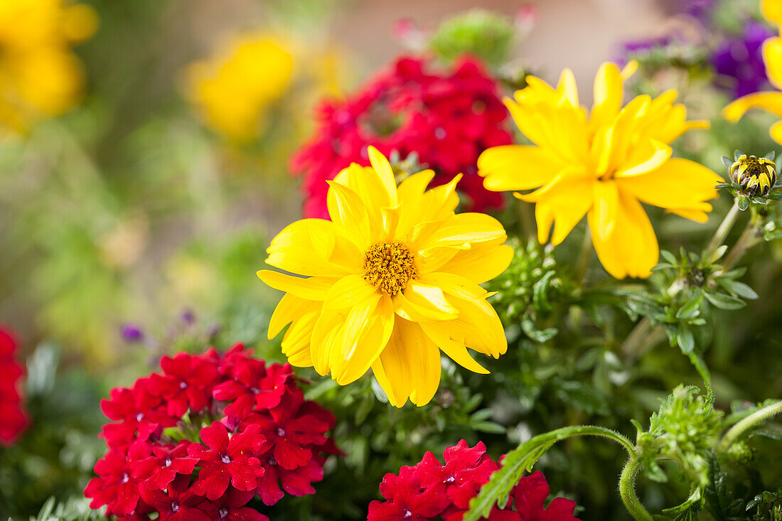 Verbena, Bidens