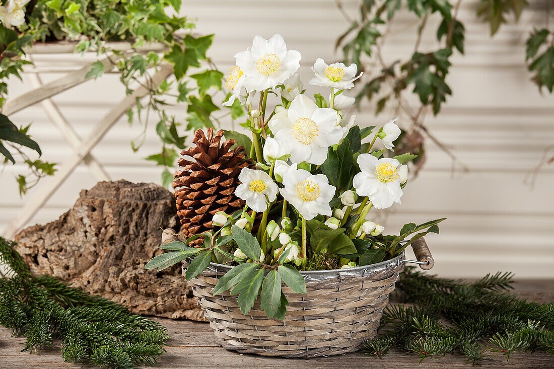 Helleborus, white