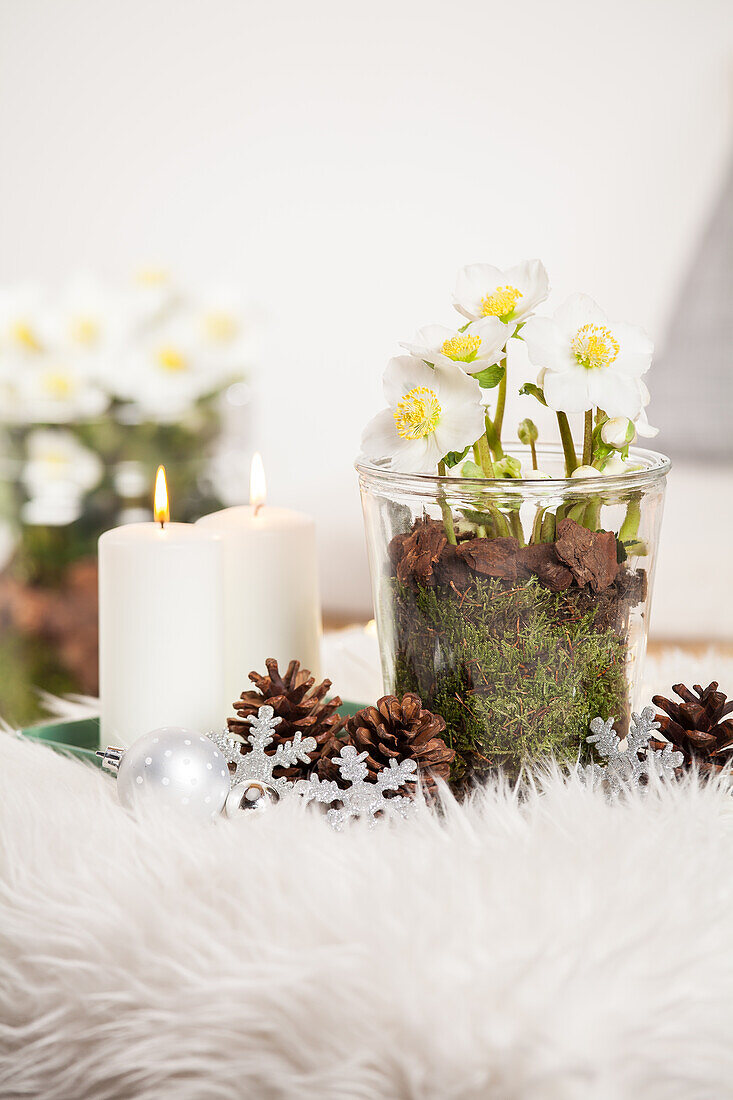 Helleborus, white