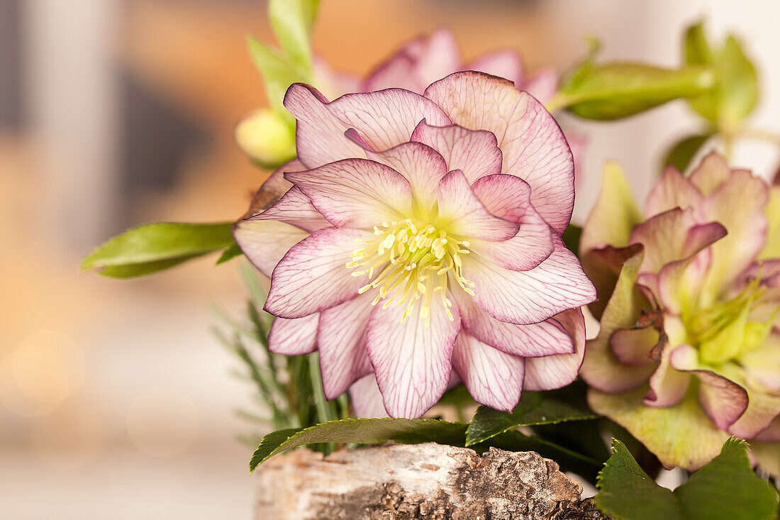 Helleborus, pink