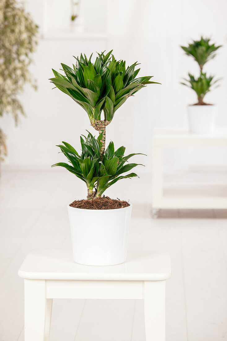 Dracaena fragrans