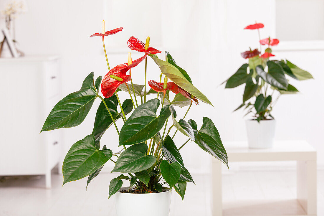 Anthurium x andreanum