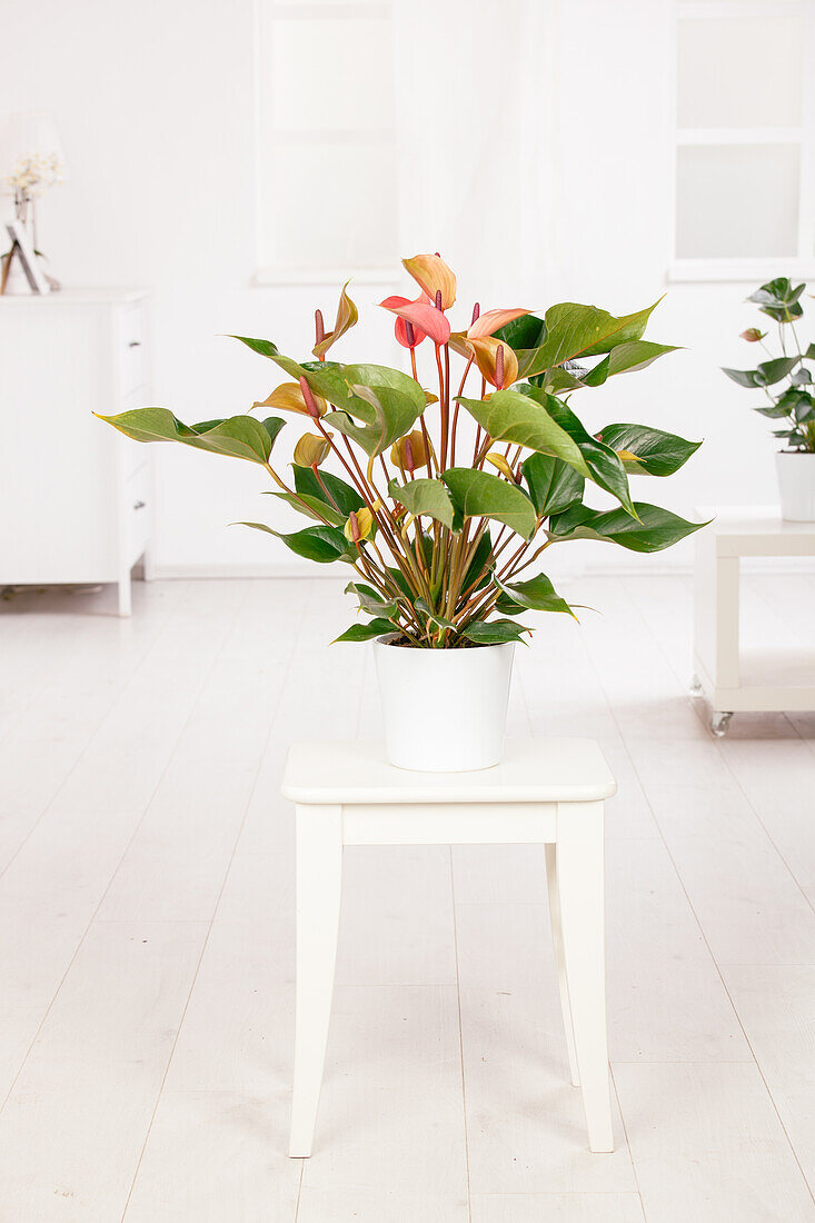 Anthurium x andreanum, pink