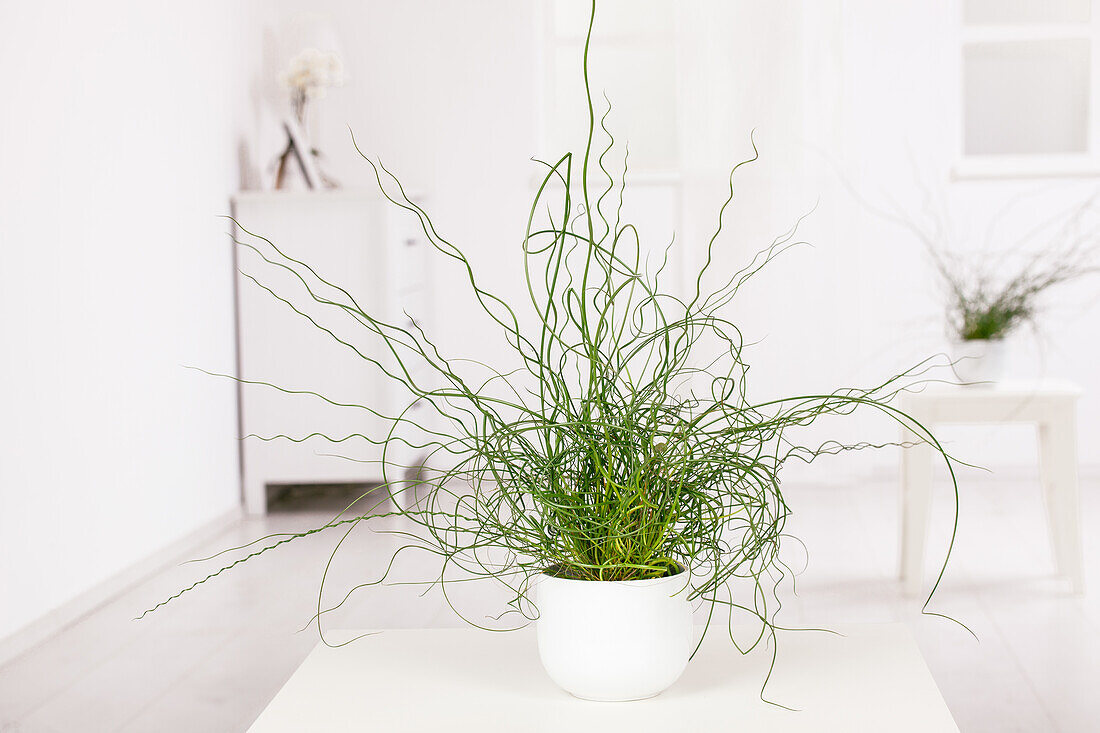 Juncus effusus Spiralis