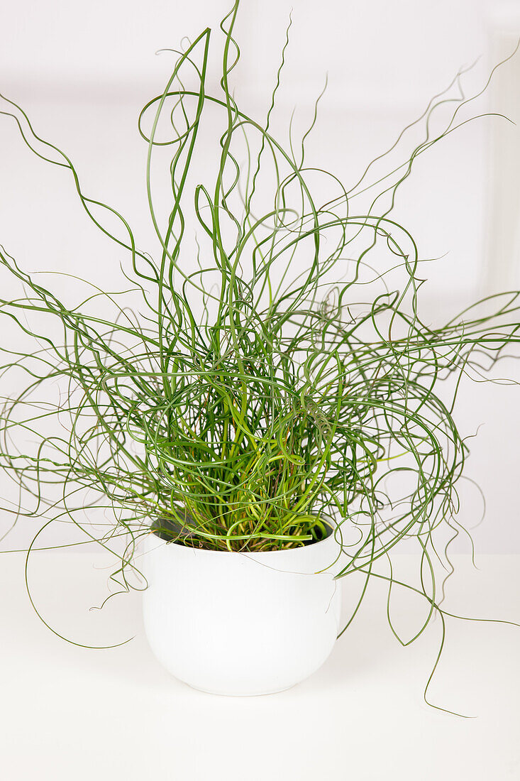 Juncus effusus 'Spiralis'