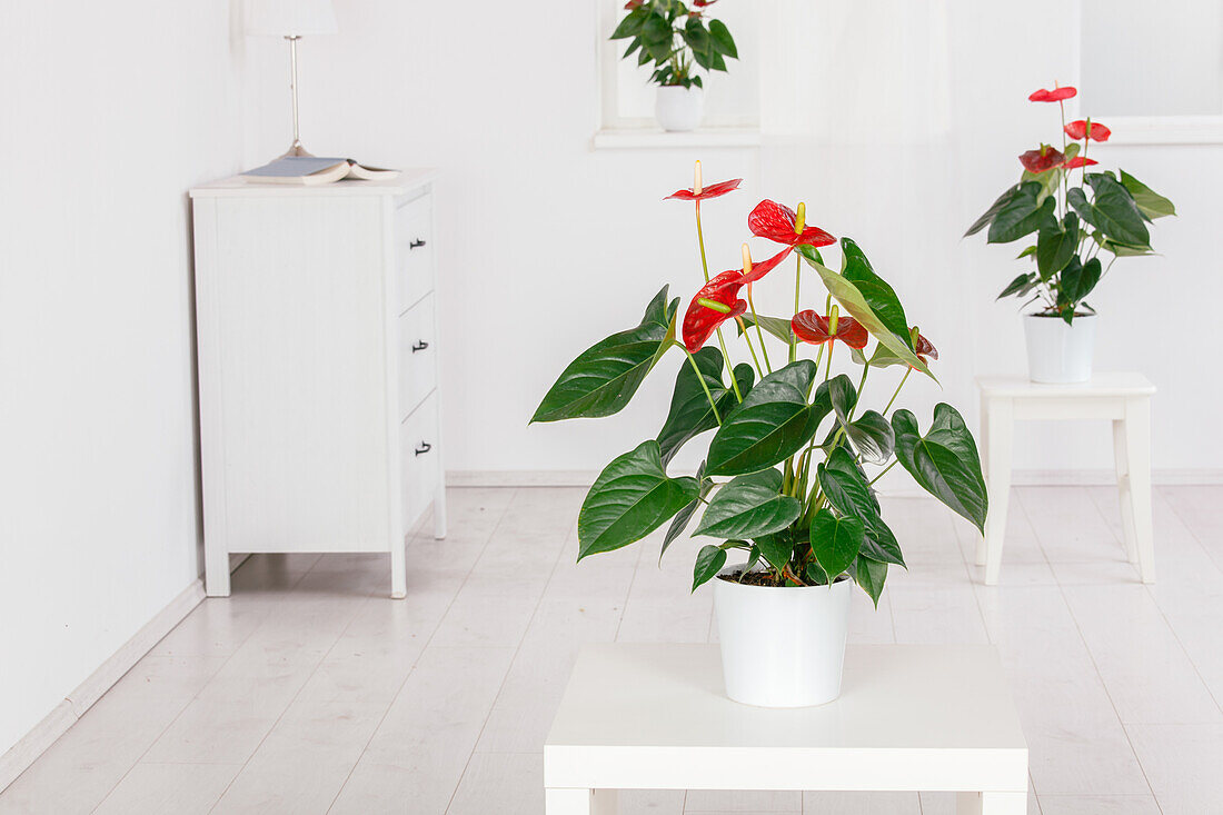 Anthurium x andreanum, red