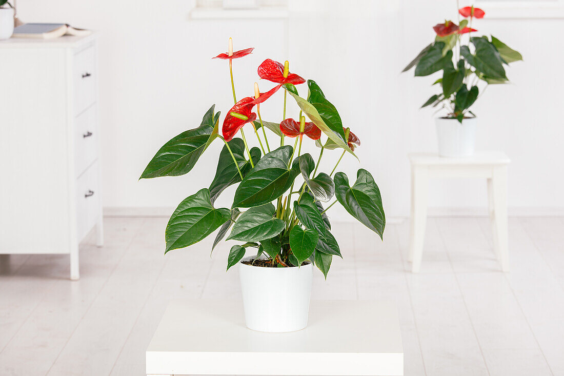 Anthurium x andreanum, red