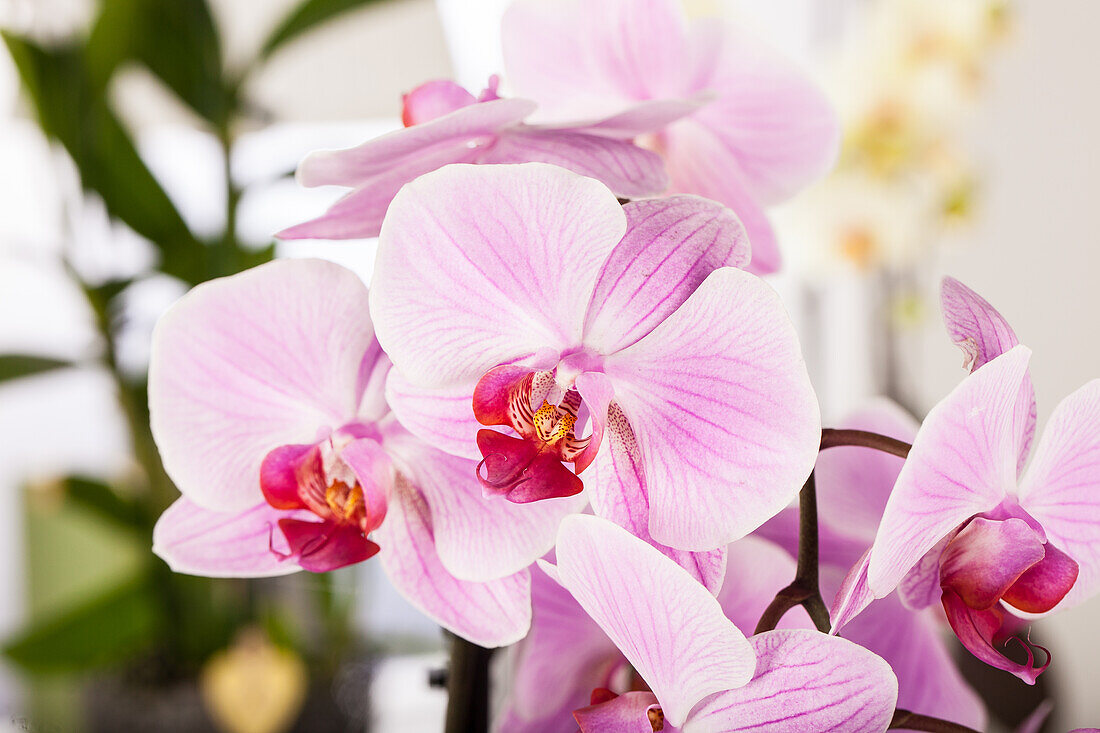 Phalaenopsis, pink