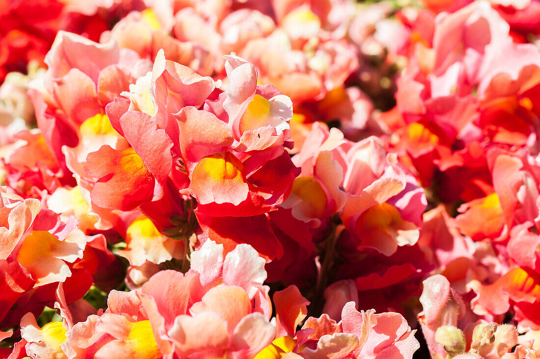 Antirrhinum majus