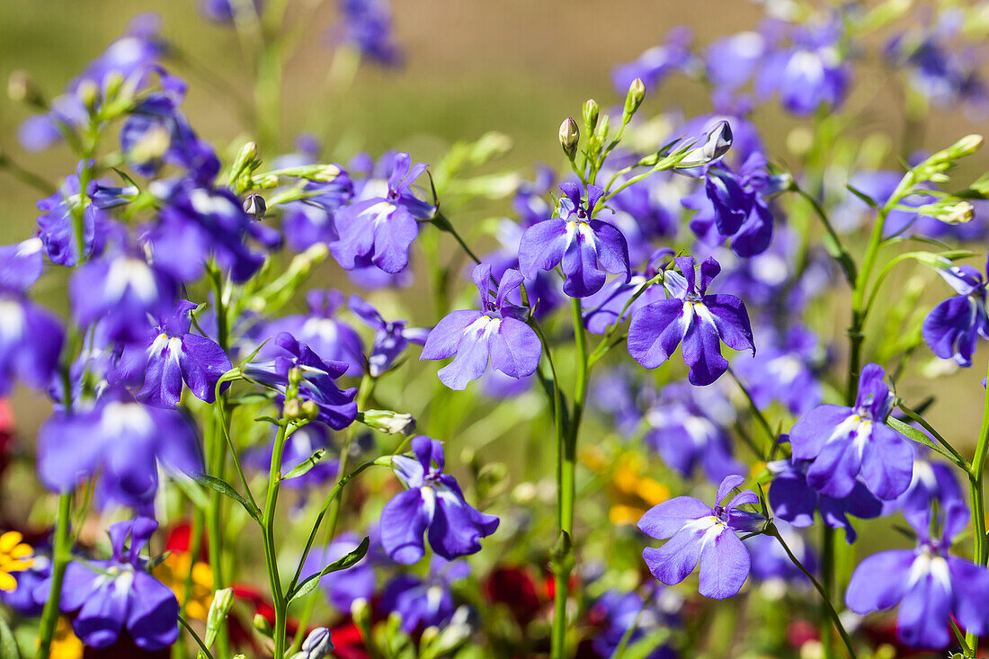 Lobelia erinus, blue