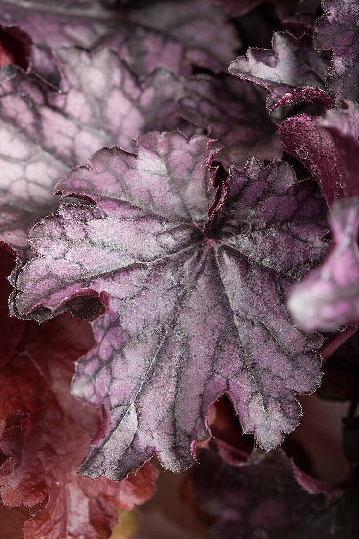 Heuchera