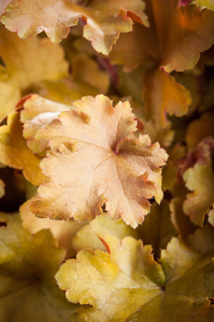 Heuchera