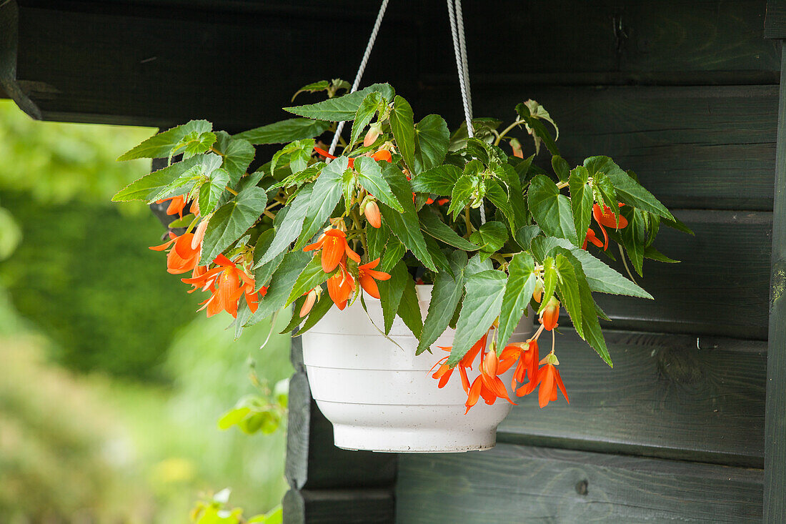 Begonia bertinii