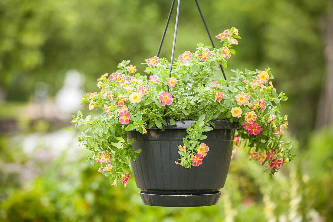 Calibrachoa