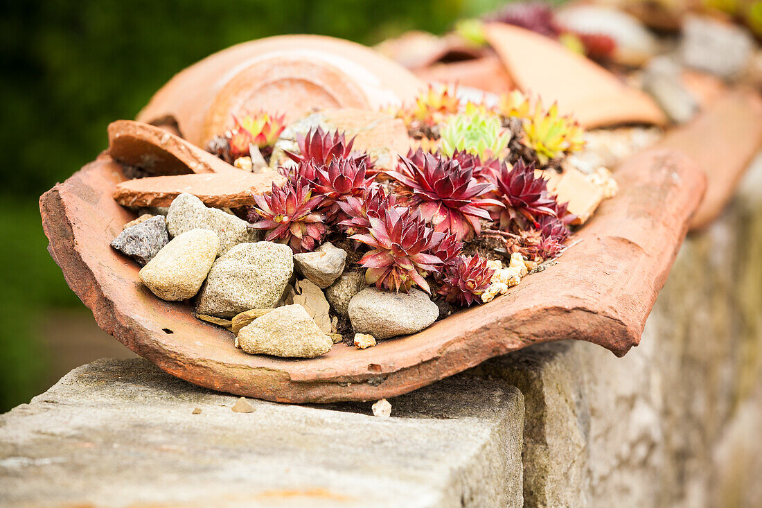 Sempervivum