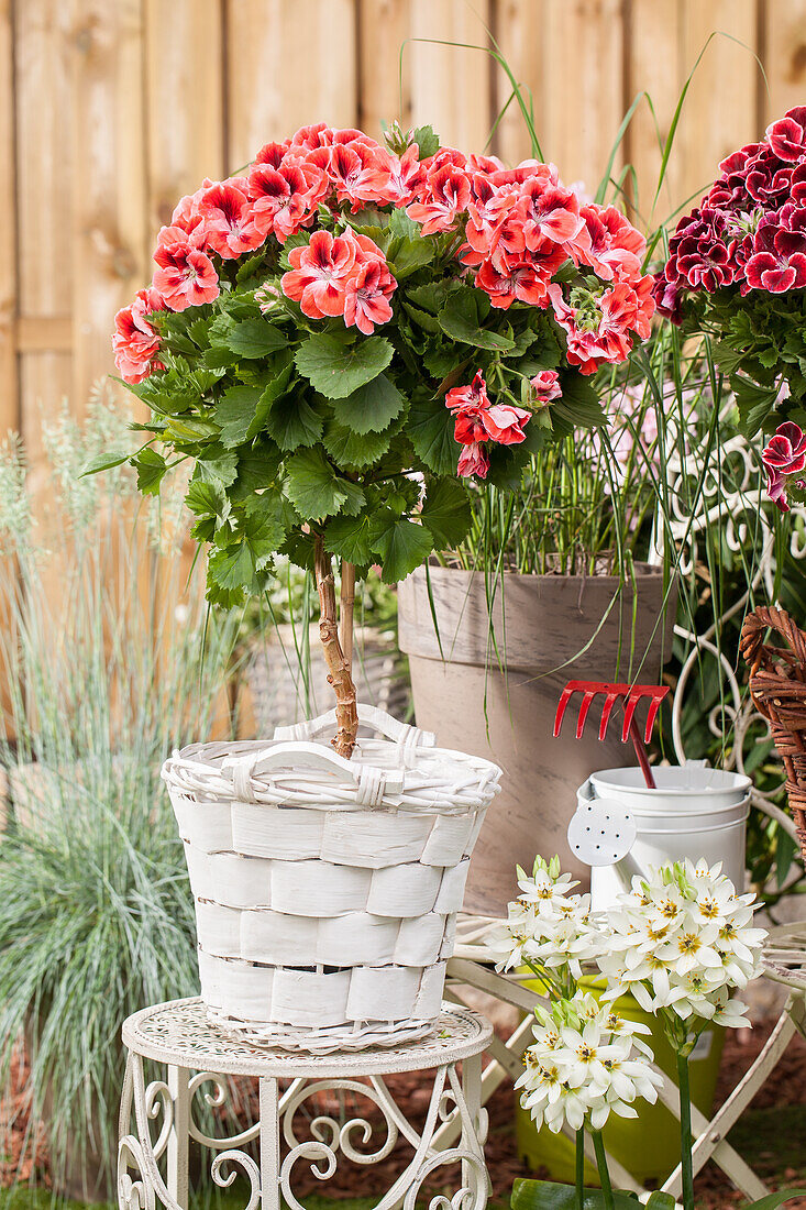 Pelargonium grandiflorum, stem