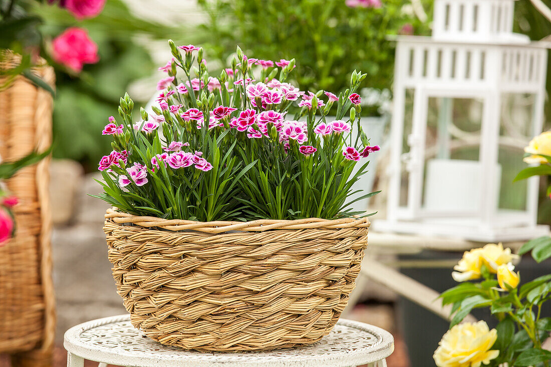 Dianthus caryophyllus, pink