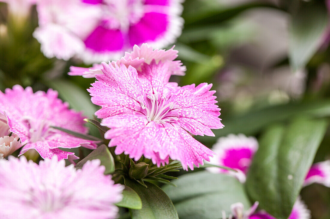 Dianthus caryophyllus