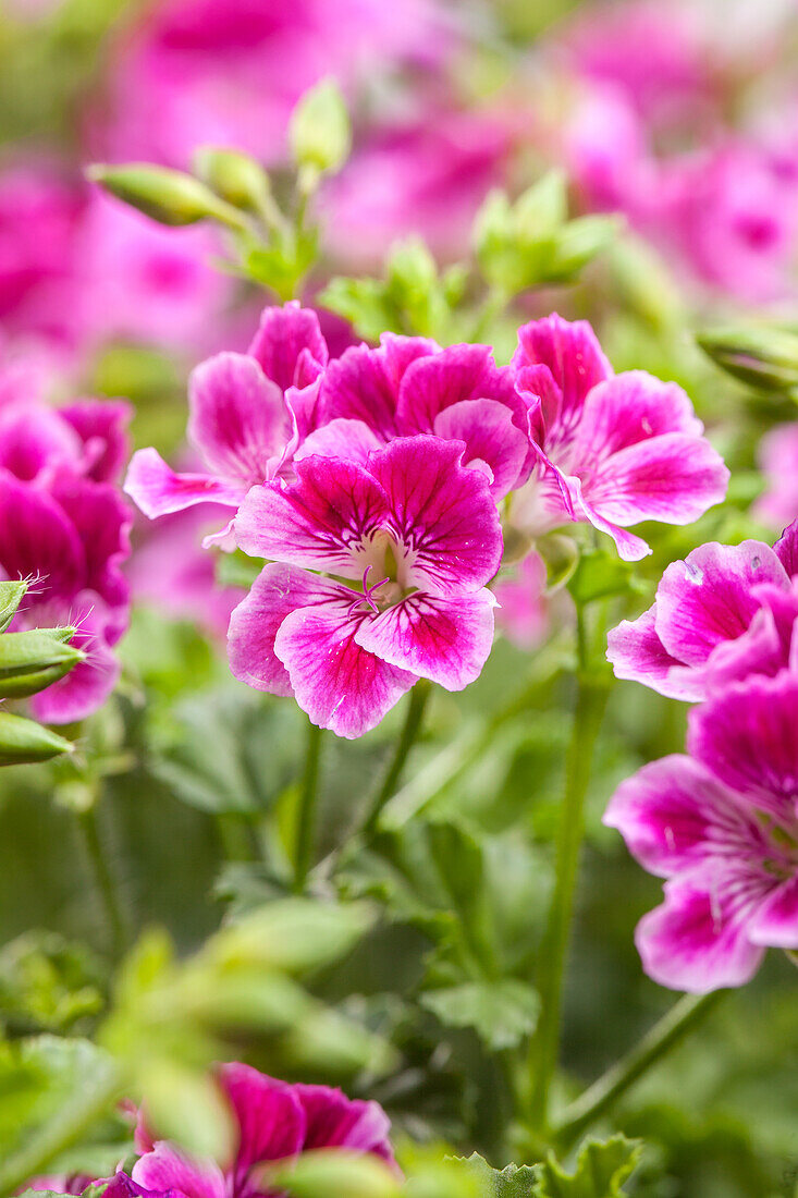 Pelargonium crispum