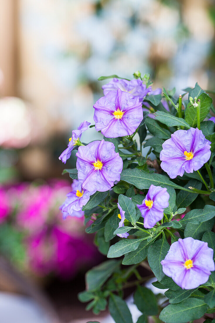 Solanum rantonnetii, blau