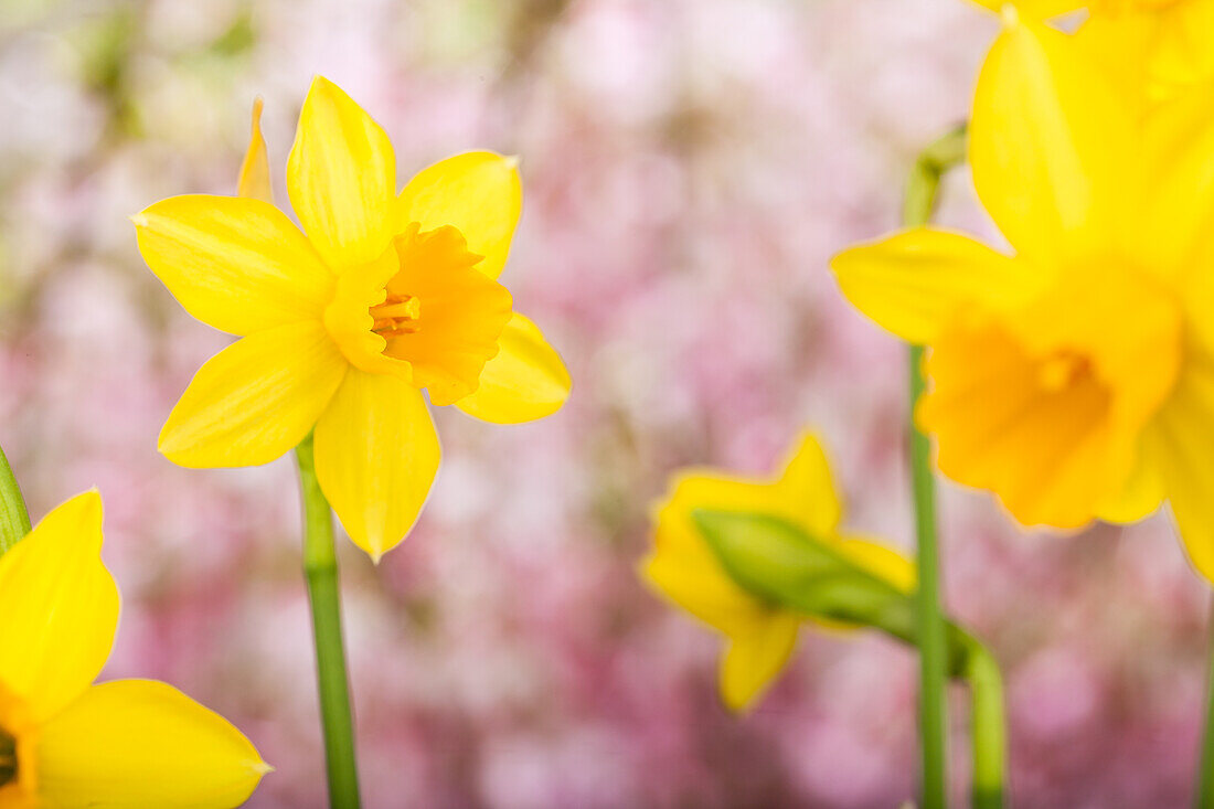 Narcissus