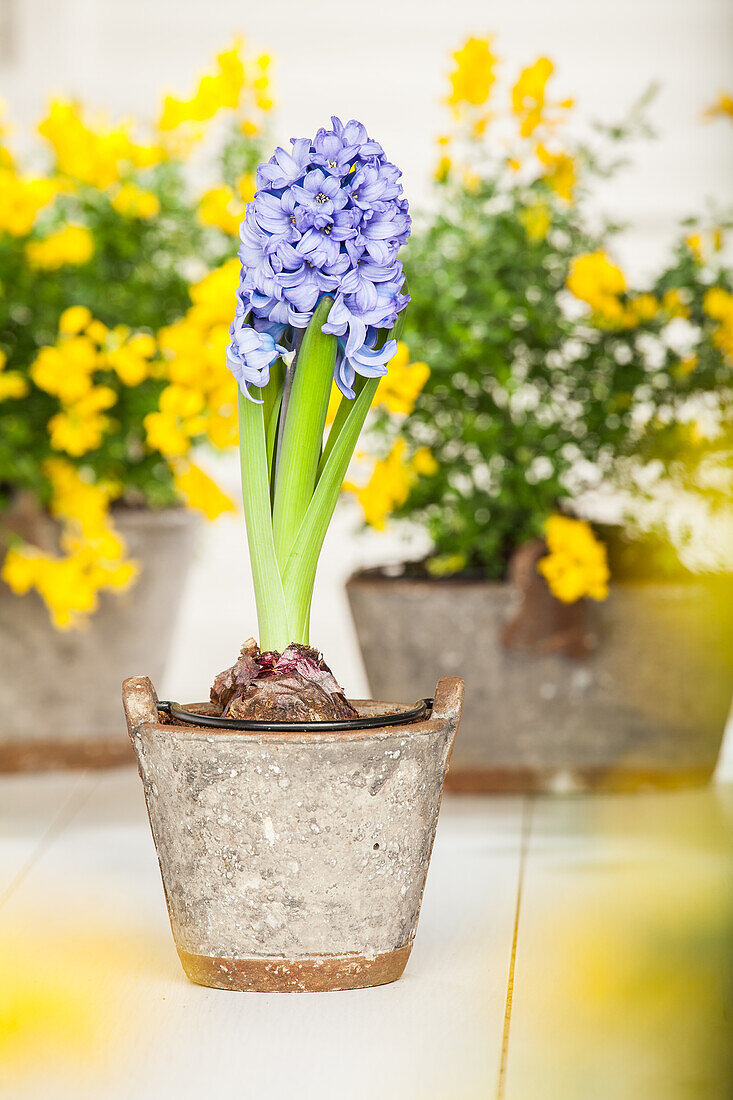 Hyacinthus oriantalis