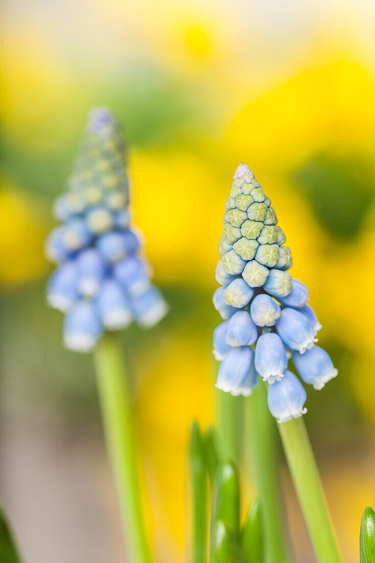 Muscari armeniacum