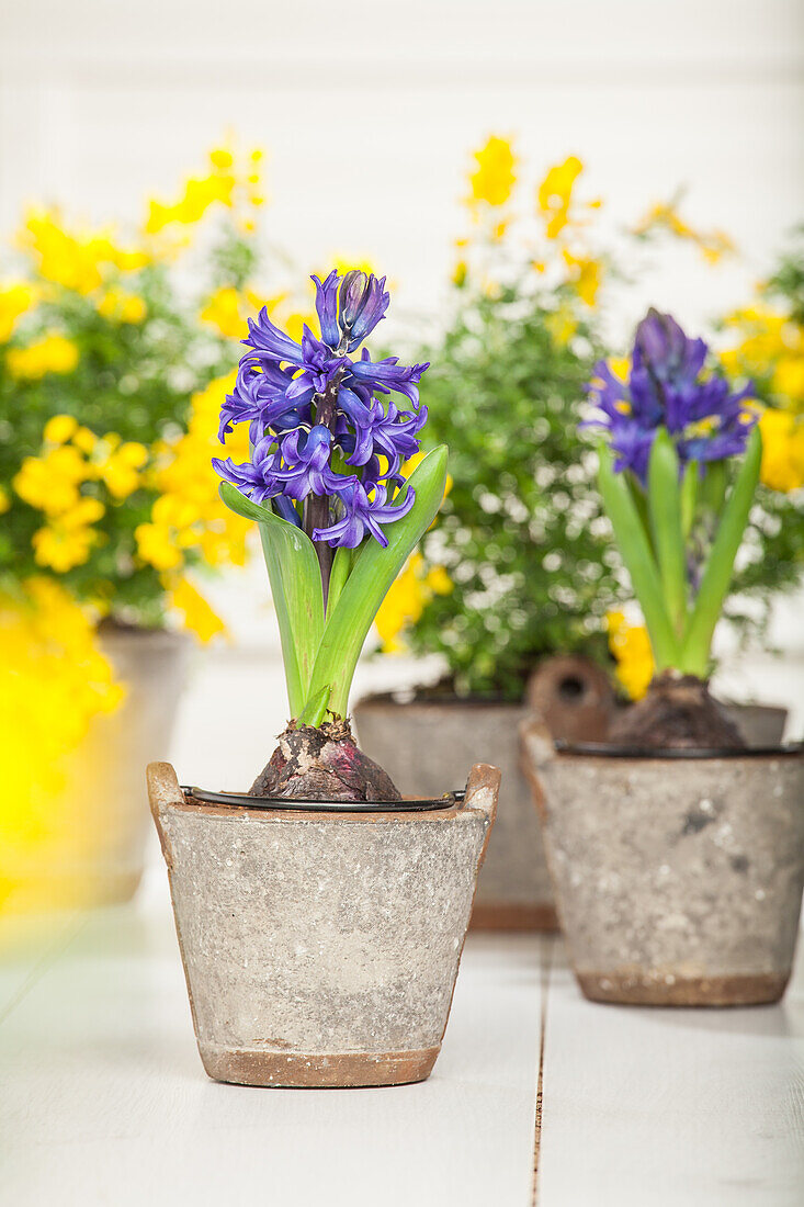 Hyacinthus orientalis