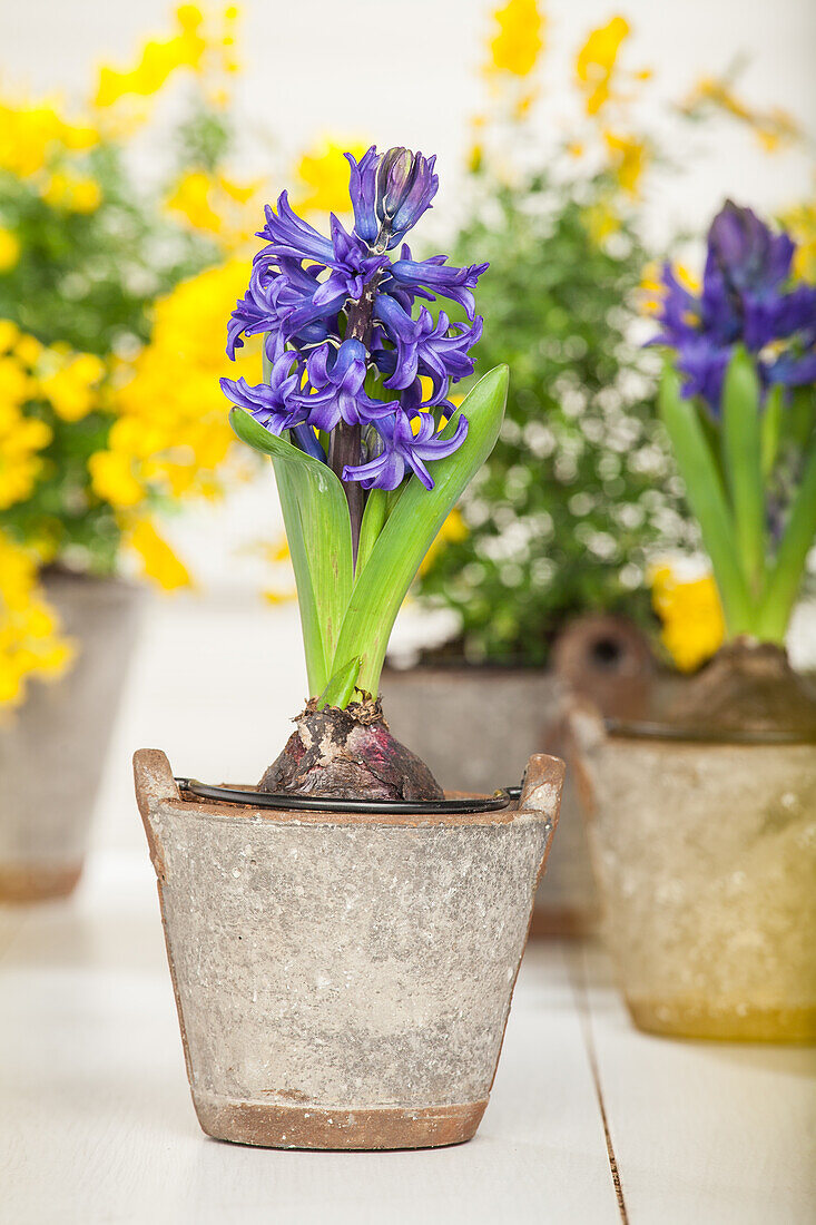 Hyacinthus