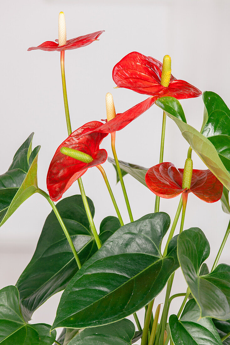 Anthurium x andreanum